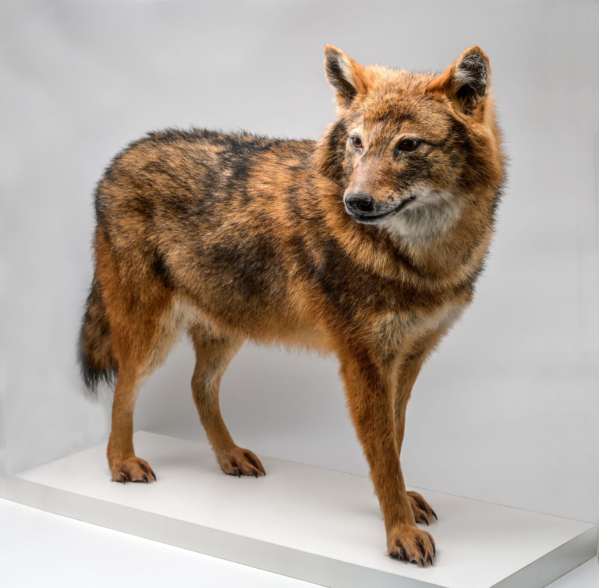 Kaunas Tadas Ivanauskas Museum of Zoology