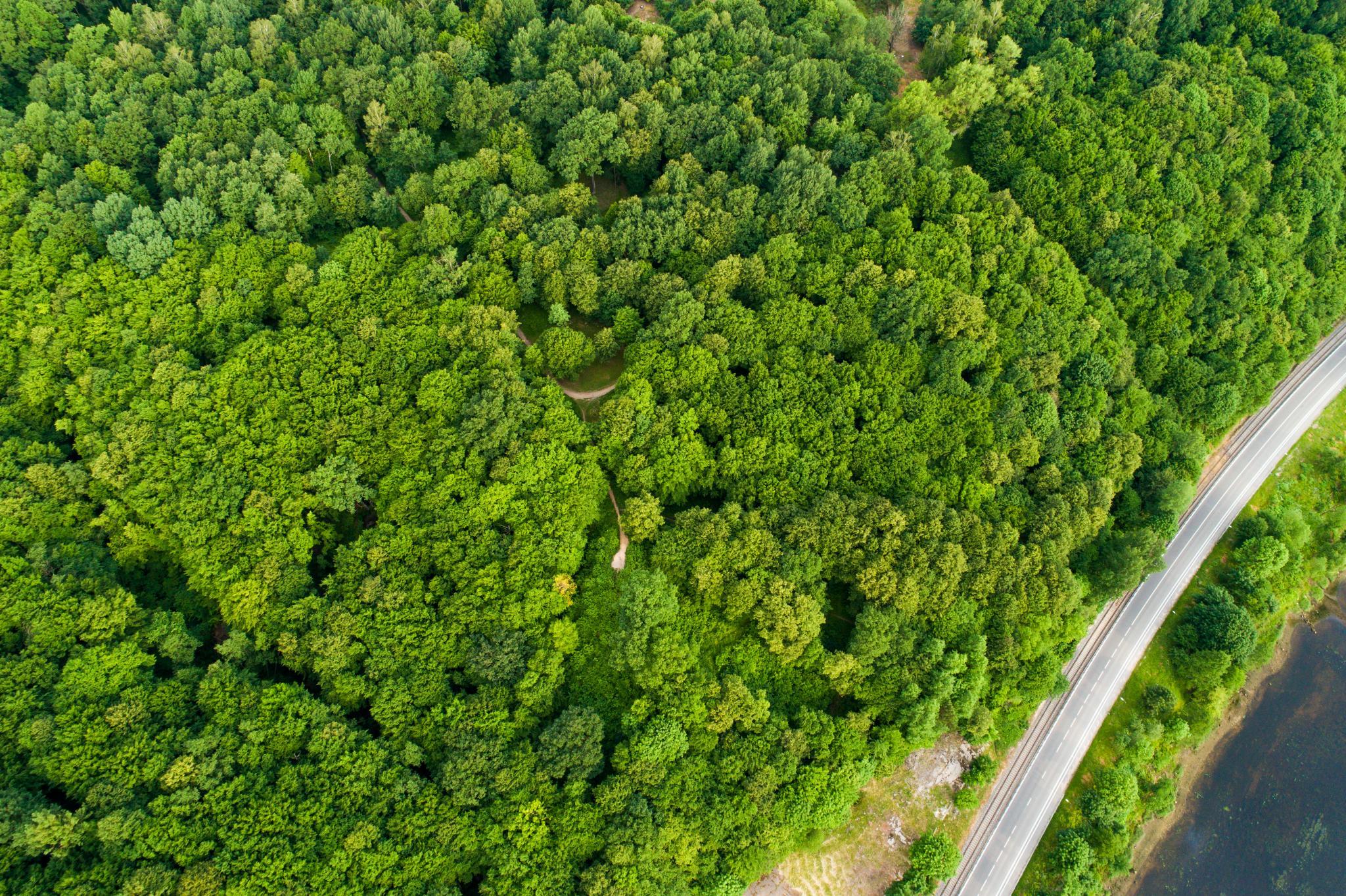 Aukštųjų Šančių piliakalnis