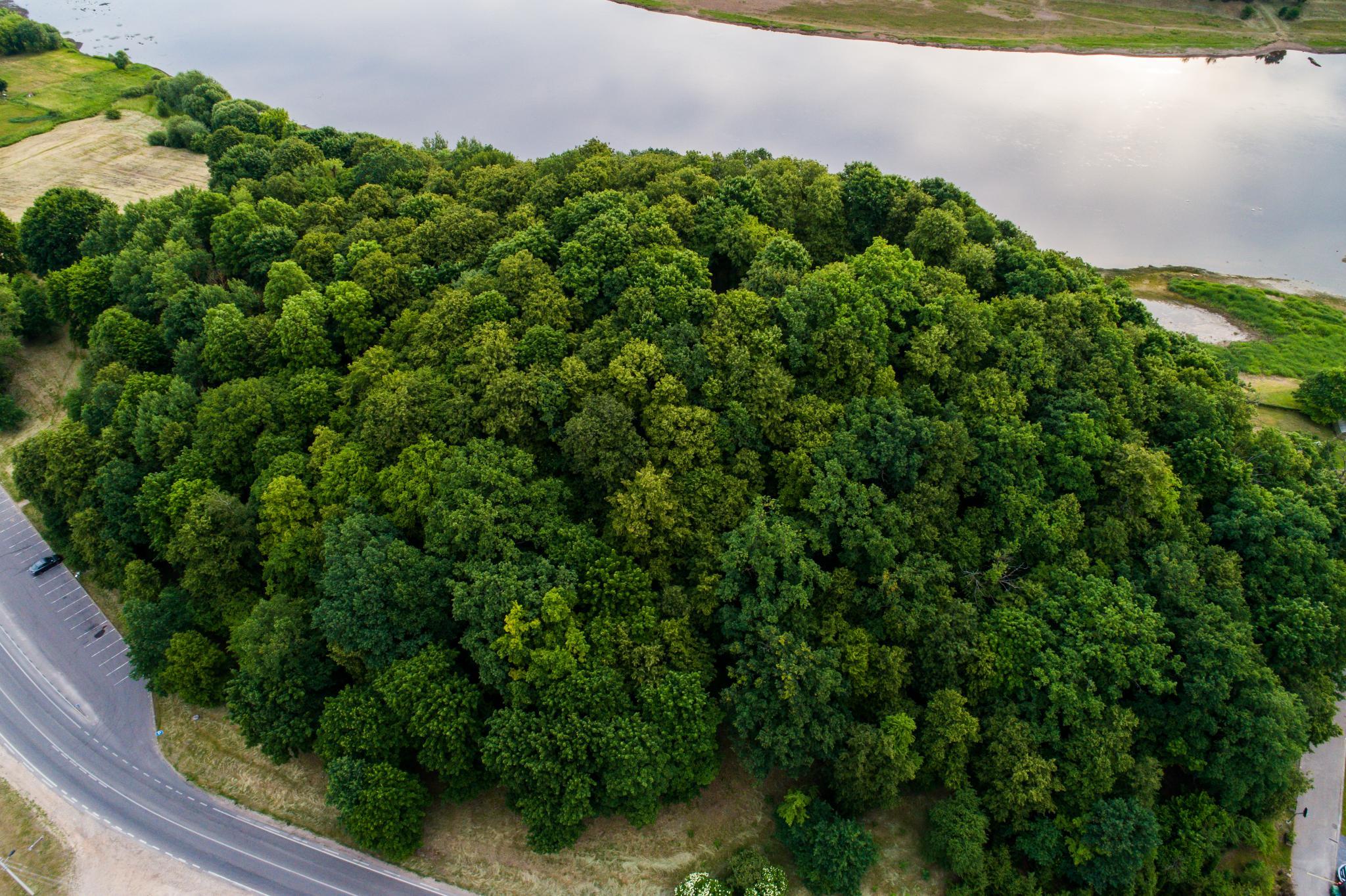 Jiesios piliakalnis (Napoleono kalnas)