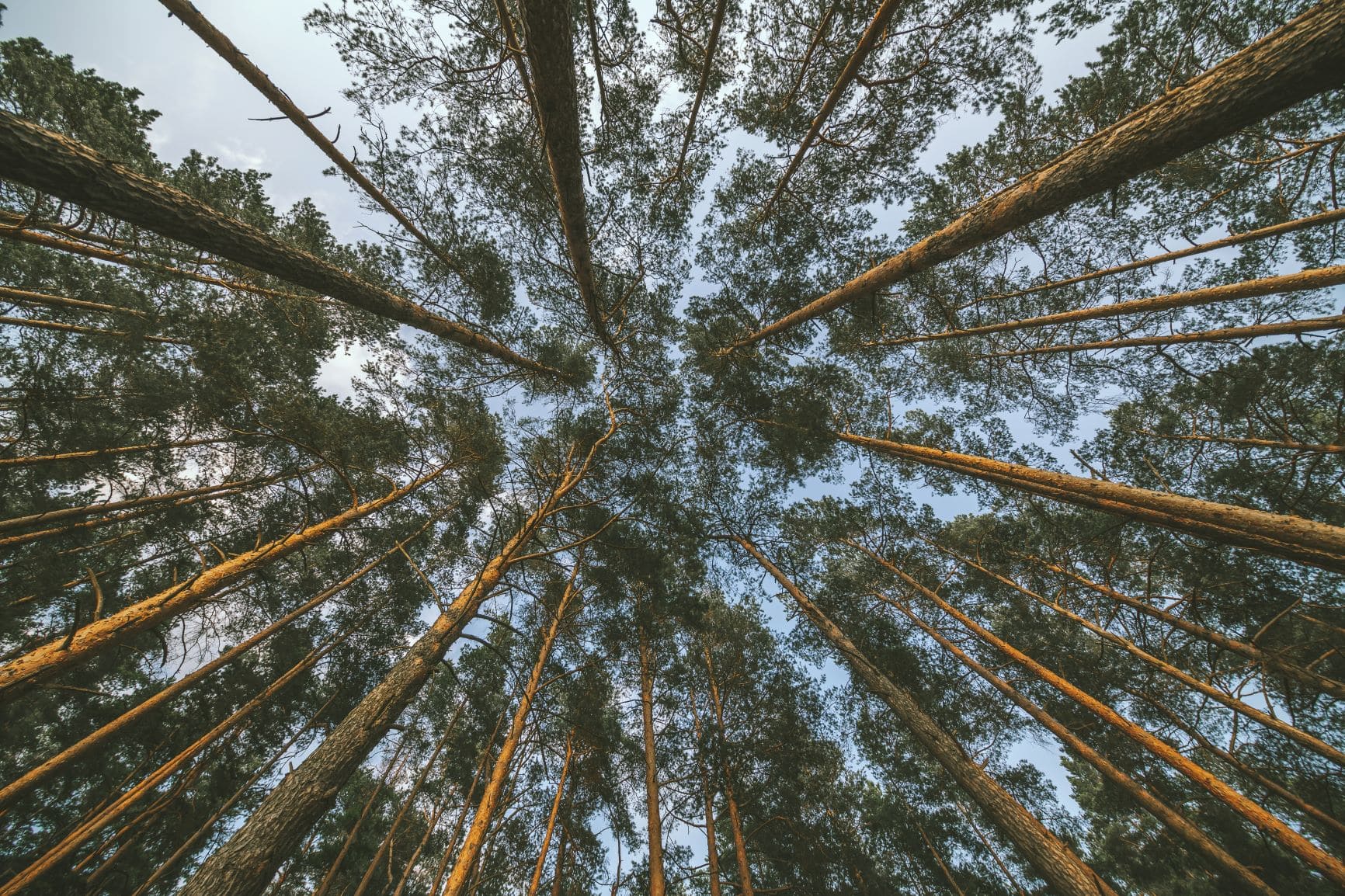 Laumėnų pažintinis takas