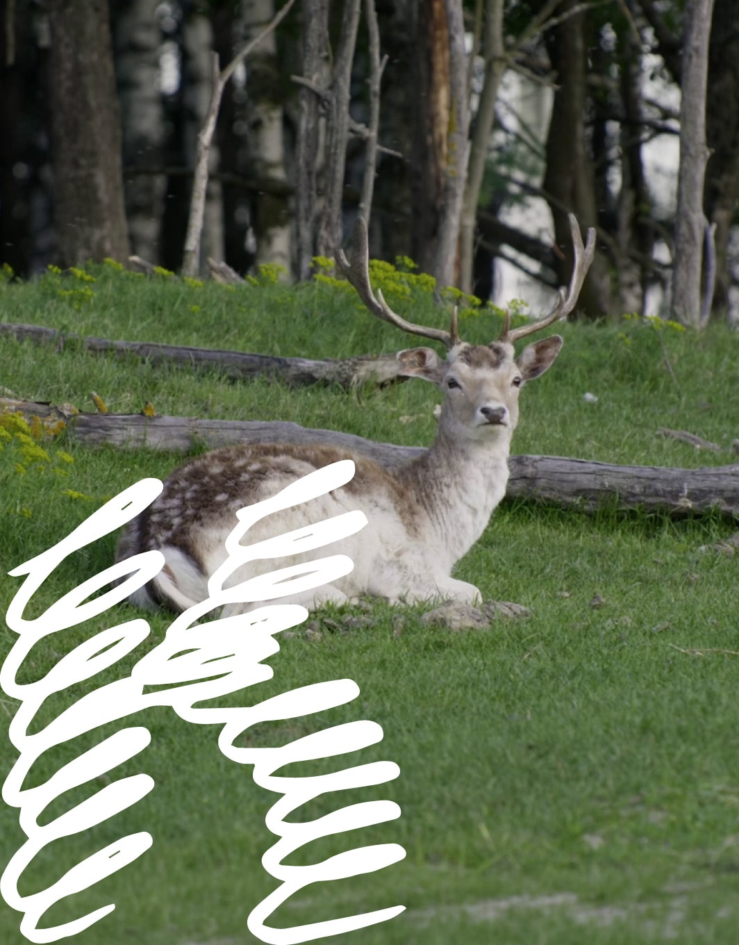 Kino pavasaris: MIESTAS – ŽMOGAUS BUVEINĖ